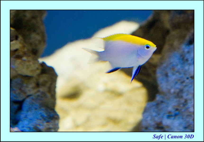 2006 - 07 - Kuala lumpur -  Aquarium 07